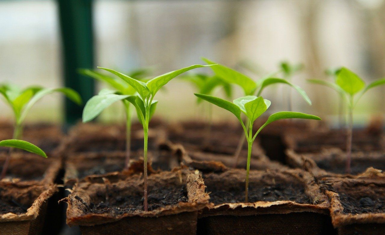 Groei plantjes